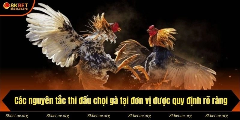 Các nguyên tắc thi đấu chọi gà tại đơn vị được quy định rõ ràng