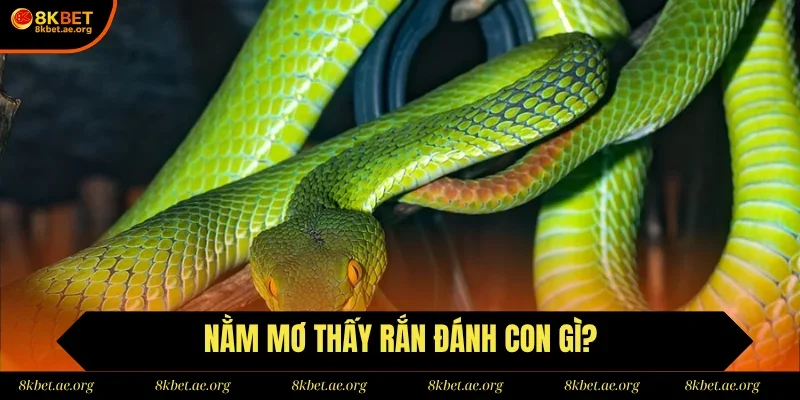 Các con số may mắn khi chiêm bao thấy rắn