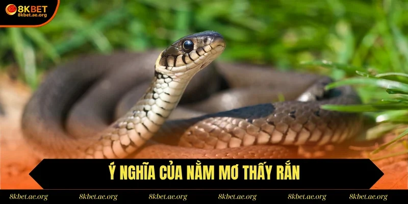 Nằm mơ thấy rắn tốt hay xấu?